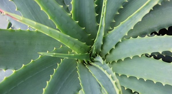 Aloe Vera